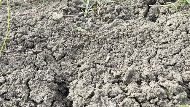 Texture of plowed soil and dry clods on agricultural land