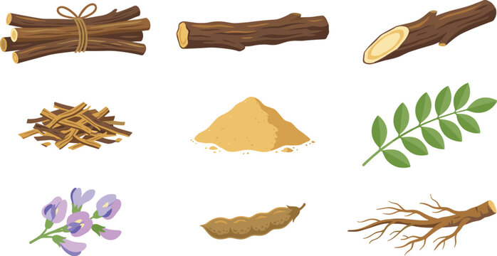 Licorice root herb flat vector set with Glycyrrhiza glabra botanical branch, green leaves, purple flowers, dry wood sticks, powder pile, shavings, and root system.