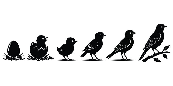 Bird Life Cycle Stages: Egg to Adult
