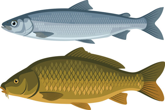Freshwater fish vector illustration set featuring common carp and silver prussian carp or roach with detailed scales isolated on white background.