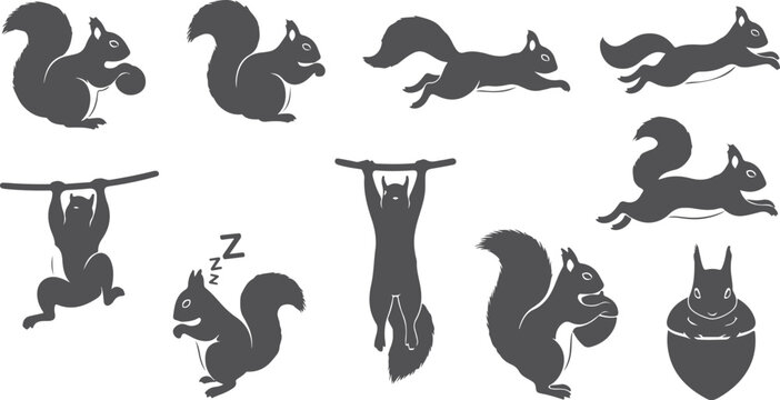 Collection of grey squirrel silhouettes performing various actions like climbing eating sleeping and jumping.