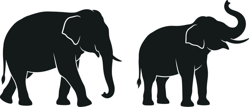 Elephant silhouette vector set featuring a walking wild animal and an elephant raising its trunk with tusks for wildlife safari graphic designs