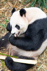 Giant panda eating bamboo in naturalistic zoo habitat © Noa Amel