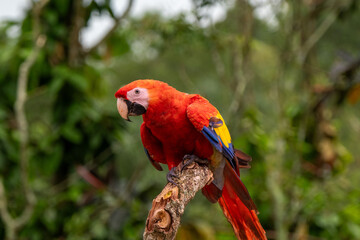 Obraz premium Scarlet macaw perched on branch in lush zoo habitat
