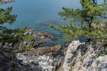 Obraz premium Pine Trees Overlooking Rocky Seashore