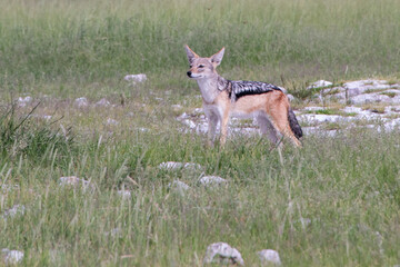 Obraz premium A jackal moves with focus across the plains of Etosha National Park, Namibia, using its sharp senses and remarkable agility to track prey in one of Namibia’s most iconic wildlife ecosystems.