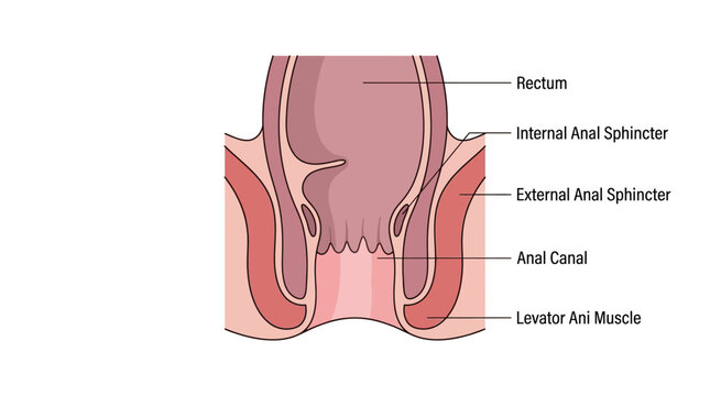 Anatomical illustration of the human rectum and anal sphincter muscles in a detailed cross-section with labeled components.
