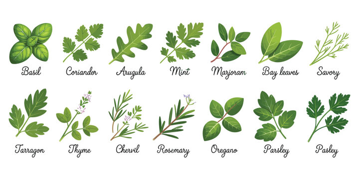 Culinary Herbs Featuring Sage Thyme Rosemary Basil Fresh Green Kitchen Aromatic Plants Natural Cooking Ingredients Herbal Seasoning Ingredient Design
