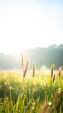 Sunlit Wild Grass Seed Heads Standing in Dewy Meadow at Sunrise