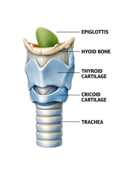 3D Larynx Anatomy Illustration Isolated on White Background with Labeled Voice Box Structures for Medical Education

