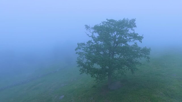 Oak tree shrouded in mist in the countryside landscape in spring near La G&aacute;ndara. Aerial view from a drone in the Pasiegos Valleys in the Autonomous Community of Cantabria, Spain, Europe