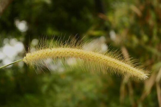 Foxtail grass