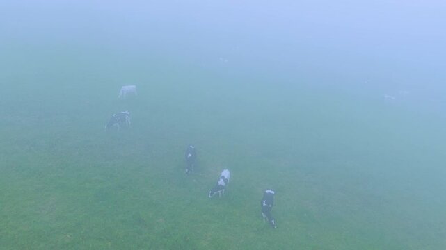 Cows grazing in the mist in the countryside landscape in spring near La G&aacute;ndara. Aerial view from a drone in the Pasiegos Valleys in the Autonomous Community of Cantabria, Spain, Europe