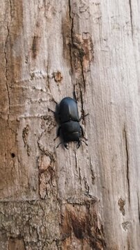 A stag beetle in the wild. Selective focus.