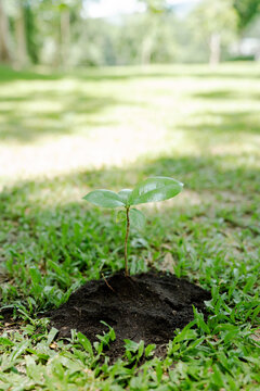Young sapling growing in soil on a lush green lawn, symbolizing new life, sustainable development, environmental protection, agriculture, and a fresh start for nature