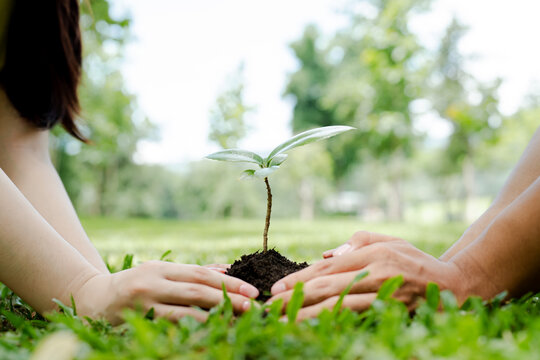Hands nurturing a young seedling in fertile soil, symbolizing environmental protection, sustainable growth, and a commitment to earth conservation for future generations