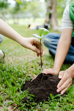 Hands of volunteers planting a young sapling in fertile soil, collaborating outdoors and cultivating environmental sustainability for a greener future and ecological growth concept
