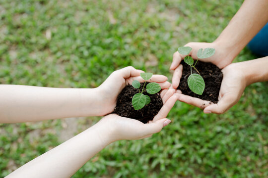 Two pairs of outstretched hands gently cradle two young green seedlings in dark soil, symbolizing teamwork, sustainability, reforestation and nurturing nature for future growth