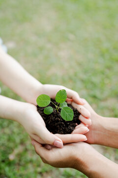 Human hands holding a young green plant with soil, symbolizing new life, sustainable growth, environmental protection, ecology, and future hope in nature