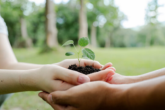 Human hands gently cradling a young plant with soil, representing the collective effort towards ecological responsibility, a greener future, and sustainable development