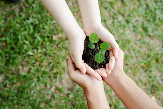 Two sets of human hands carefully holding a small green plant and rich dark soil, symbolizing caring for new life and environmental conservation efforts for a sustainable future