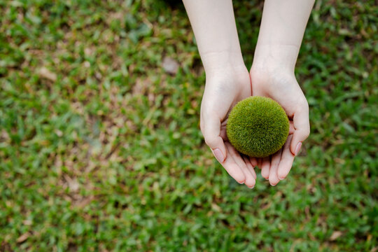 Human hands gently cradling a round fuzzy green moss ball above grass, symbolizing sustainable living, ecological responsibility, conservation and nurturing the planet's future