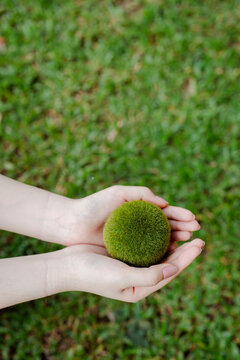 Hands gently cradling a small green globe, symbolizing ecology, sustainability and stewardship of the planet, highlighting conservation, renewable future and care