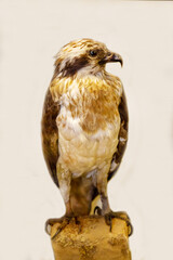 An osprey with a sharp beak sitting on a stone on a white background. Birds, ornithology, ecology. © Victor1153