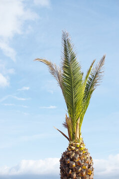 View of a palm tree against the blue sky in summer