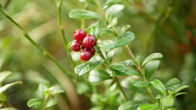Ripe wild organic lingonberry Vaccinium vitis-idaea mountain meadow Jeseniky evergreen clustered growing shrub green leaves sunlit partridgeberry, foxberry, mountain cranberry, or cowberry edible