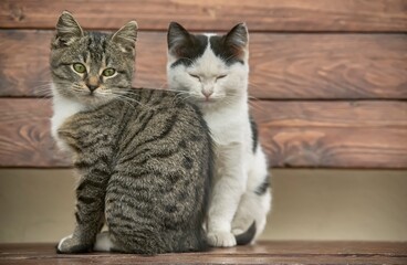 Two sweet kittens sitting © Filipo