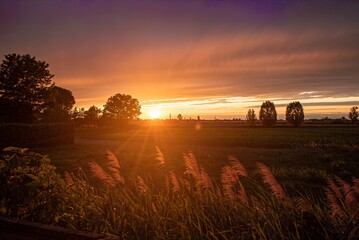 Obraz premium Vibrant sunset illuminating grass stalks in rural landscape