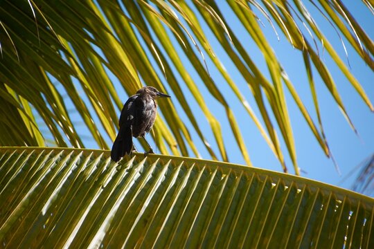 Great-tailed grackle perching on palm tree leaf in bright sunlight