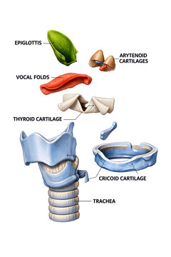 3D Larynx Anatomy Illustration Isolated on White Background with Labeled Voice Box Structures for Medical Education


