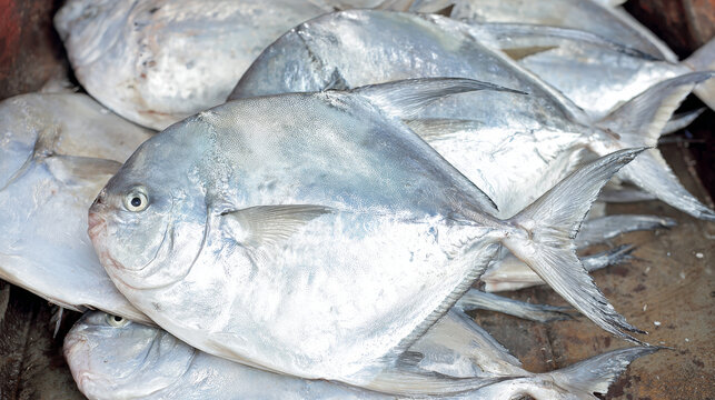 Fresh Silver Pomfret Displayed in Seafood Market, Premium Marine Fish for Sale, Commercial Seafood Trade, Coastal Fishing Industry and Fresh Ocean Food Selection