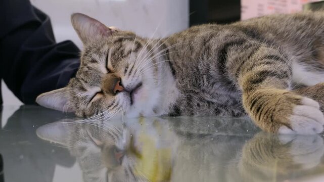 A gentle woman softly strokes a sleepy tabby cat that is soundly napping on a reflective glass table