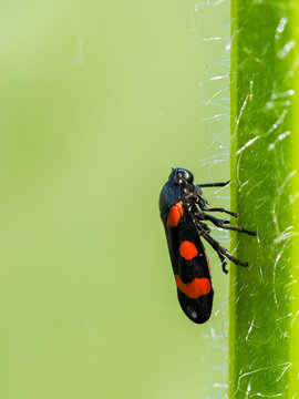 Black and red froghopper Cercopis vulnerata on green plant stem