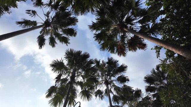 Panning shot showcasing giant palm tree crowns stretching towards beautiful white clouds and warm blue twilight sky inside a public neighborhood sanctuary.
