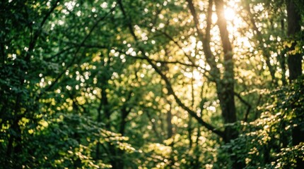 Fototapeta premium Sunlight filtering through green forest canopy with bokeh effect