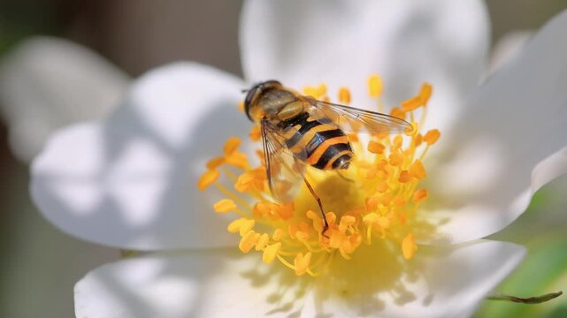 Macro footage of hoverfly pollinating white flower with yellow center in bright sunlight showcasing detailed insect motion.