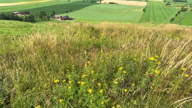 Tansy flowers on a meadow and a awesome view at the countryside