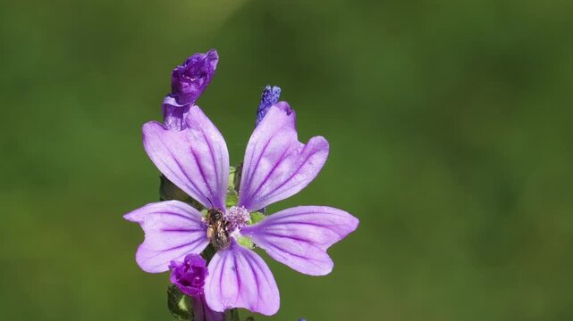 Flower of Common Mallow (Malva sylvestris), a small bee collects nectar