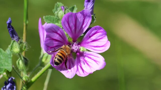 Ligustica Honeybee (Apis mellifera ligustica) collects nectar from a flower of Common Mallow (Malva sylvestris). Slow motion