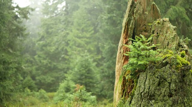 Tundra permafrost decaying tree mountain Jeseniky meadow composed biomass stump covered dwarf in shrubs sedges grasses mosses lichens standing algae ecosystem nurse log old-growth green forests dead