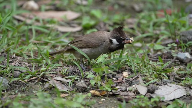 Himalayan bulbul feeding on the ground with food in its beak