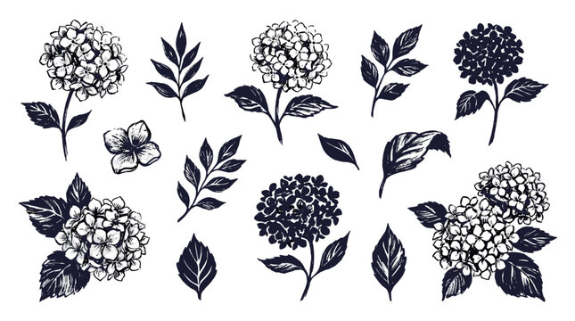 Hand drawn hydrangea flowers and leaves botanical vector set