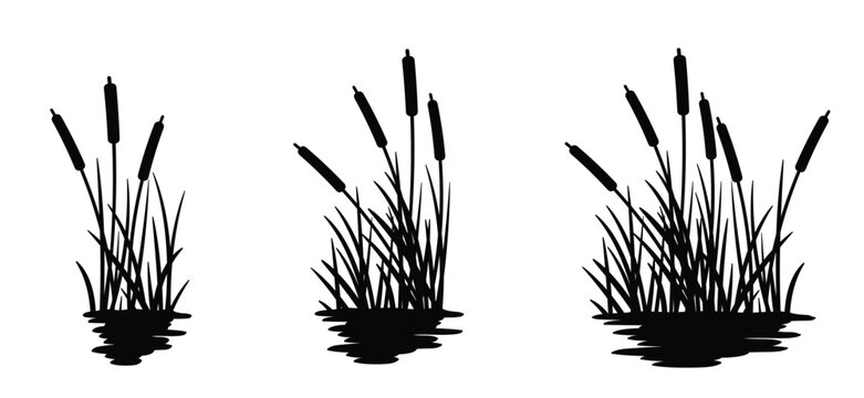 cartoon lisdodde or typha latifolia It is an aquatic plant. They have long, narrow leaves, a straight stem, and a brown, cigar-shaped spadix. They grow mainly in swamps, ditches, and along banks.