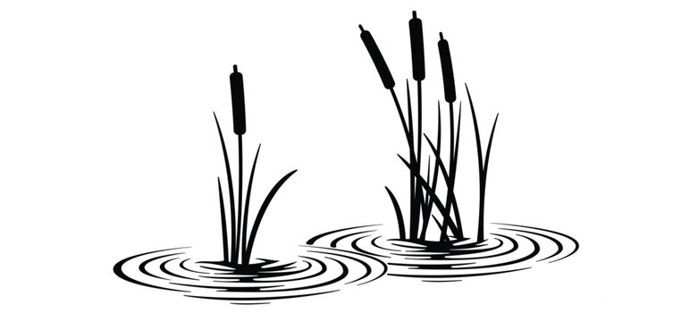 cartoon lisdodde or typha latifolia It is an aquatic plant. They have long, narrow leaves, a straight stem, and a brown, cigar-shaped spadix. They grow mainly in swamps, ditches, and along banks.