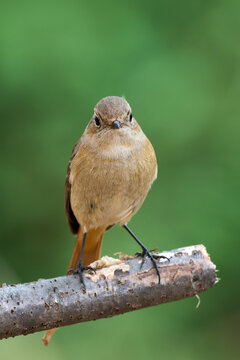 A front view of a female Daurian redstart perched on a wooden branch with a beautiful green background.