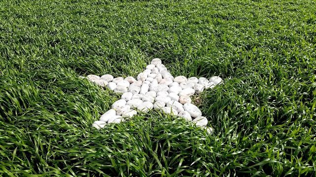 White stones arranged in a star shape on lush green grass, showcasing a gradual formation process with visible details of the surrounding environment